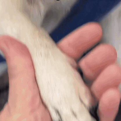 PawClip - Klipp klorna utan att skada vovven!